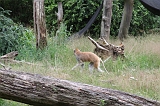 Apenheul_182