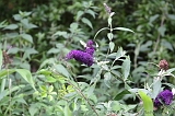 Apenheul_183