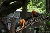 Apenheul_185