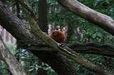 Apenheul_193
