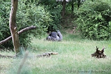 Apenheul_197