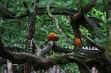 Apenheul_198