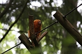 Apenheul_199