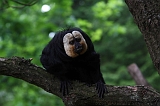 Apenheul_202
