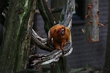 Apenheul_203