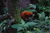 Apenheul_206