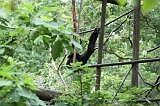 Apenheul_209