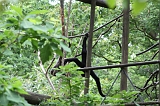 Apenheul_210