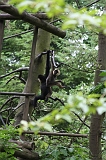 Apenheul_212