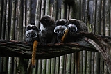 Apenheul_218