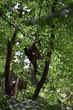 Apenheul_222