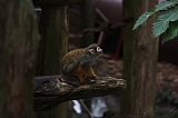 Apenheul_224