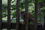 Apenheul_226
