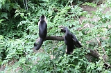 Apenheul_229