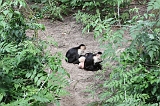 Apenheul_231