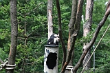 Apenheul_232