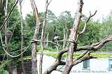 Apenheul_233