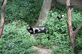 Apenheul_234