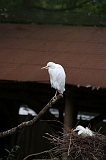 Apenheul_244