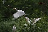 Apenheul_248