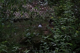 Apenheul_250