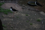 Apenheul_251