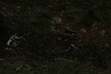 Apenheul_252