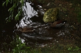 Apenheul_253
