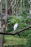 Apenheul_254