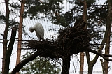 Apenheul_255