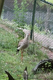Apenheul_257