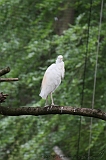 Apenheul_258