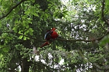 Apenheul_259