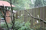 Apenheul_260