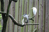 Apenheul_261