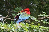 Apenheul_263