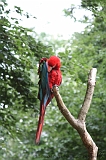 Apenheul_271