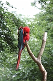 Apenheul_272