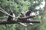 Apenheul_273