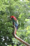 Apenheul_274