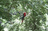 Apenheul_277