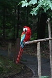 Apenheul_278