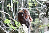 Apenheul_279