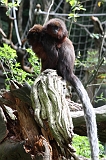 Apenheul_280