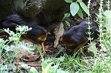 Apenheul_281