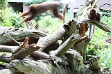 Apenheul_283
