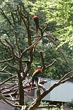 Apenheul_284