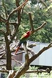 Apenheul_285