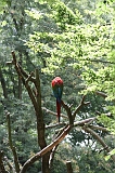 Apenheul_286