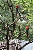 Apenheul_287